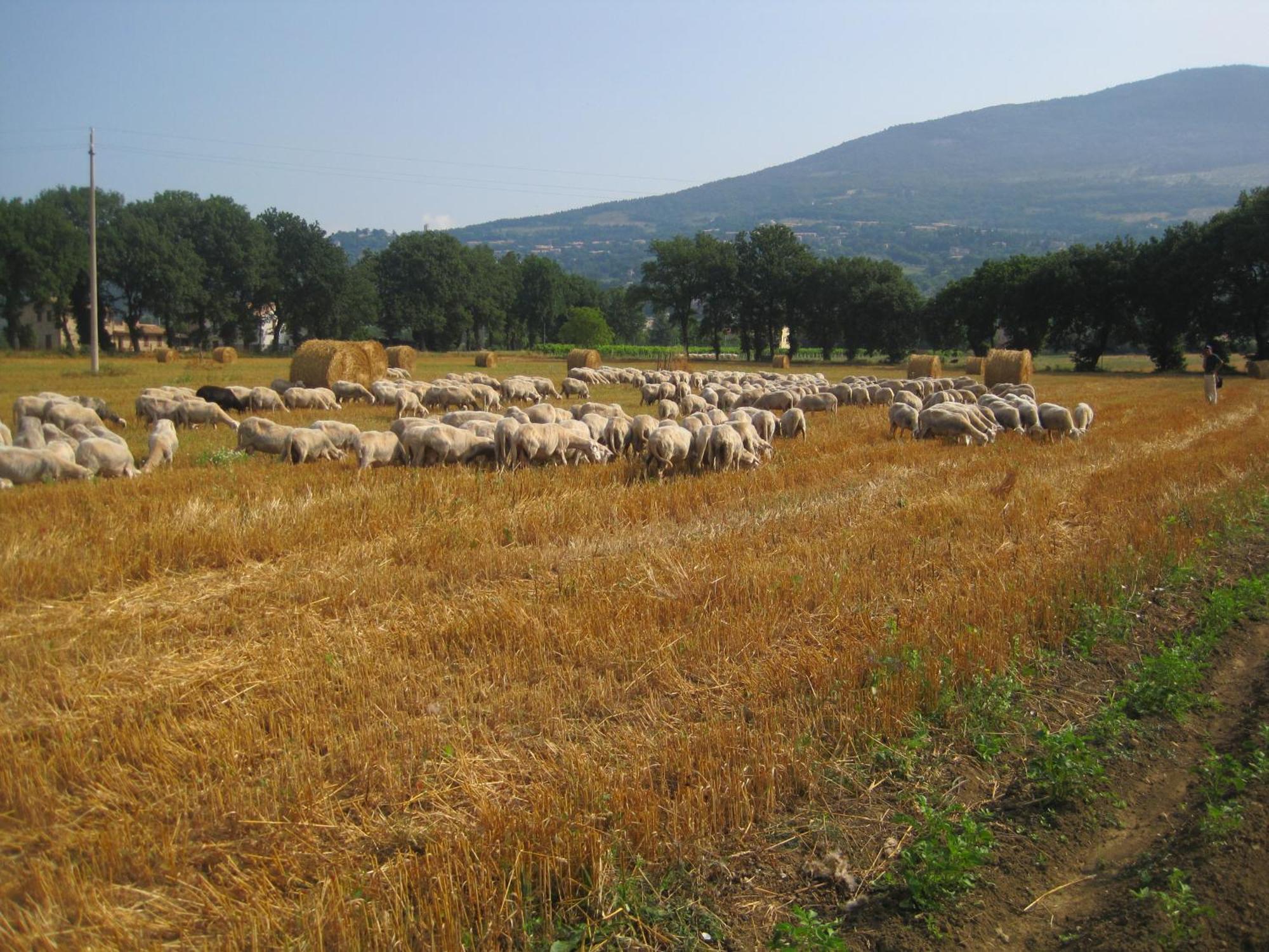 Il Tugurio Agriturismo B&B ริโวตอร์โต ภายนอก รูปภาพ